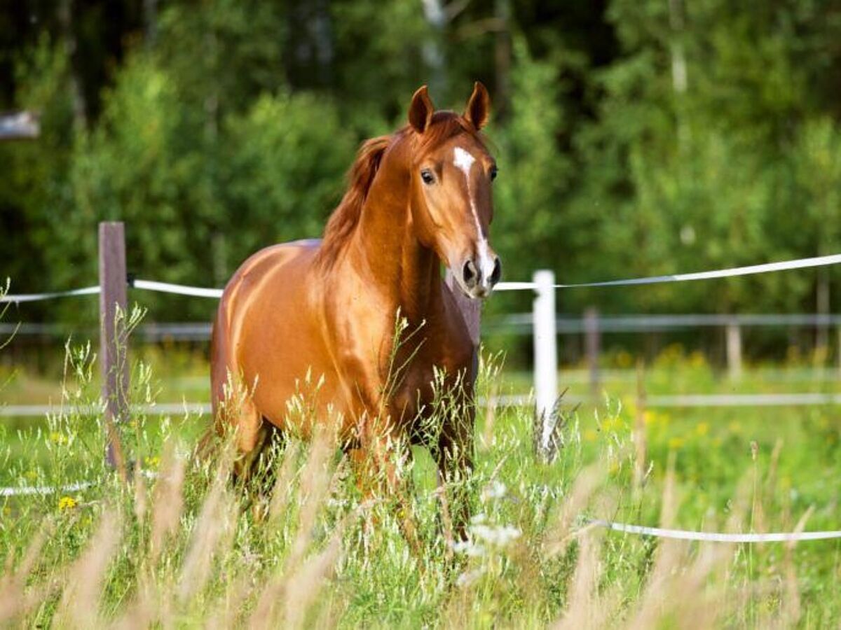 Gnadenhof Animal's Soul
