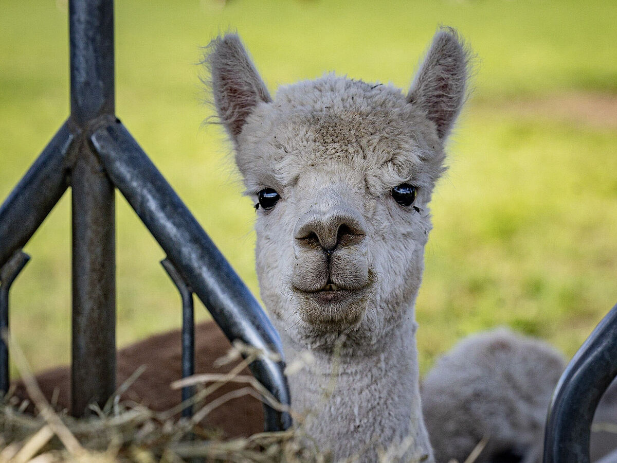 Lama auf dem Lebenshof Aurelio