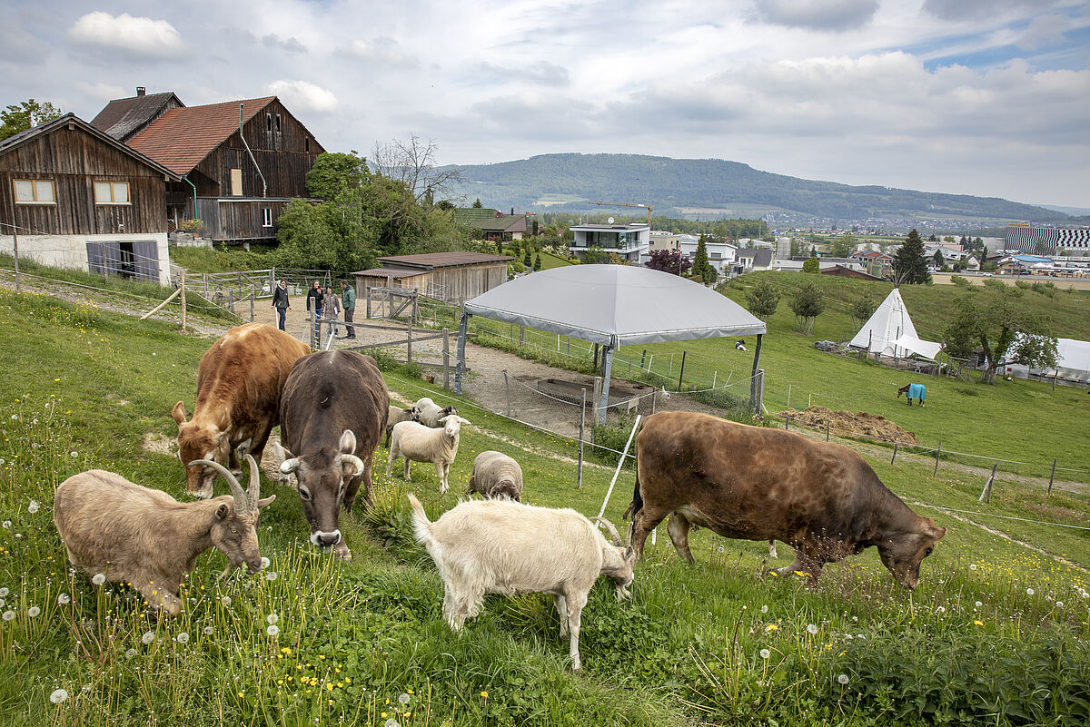 ProTier Netzwerk Lebens- und Gnadenhöfe