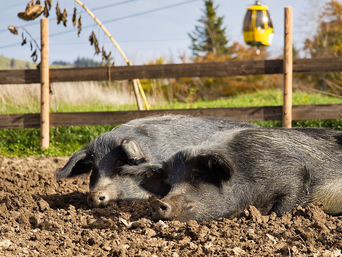 Schweine suhlen sich in der Erde